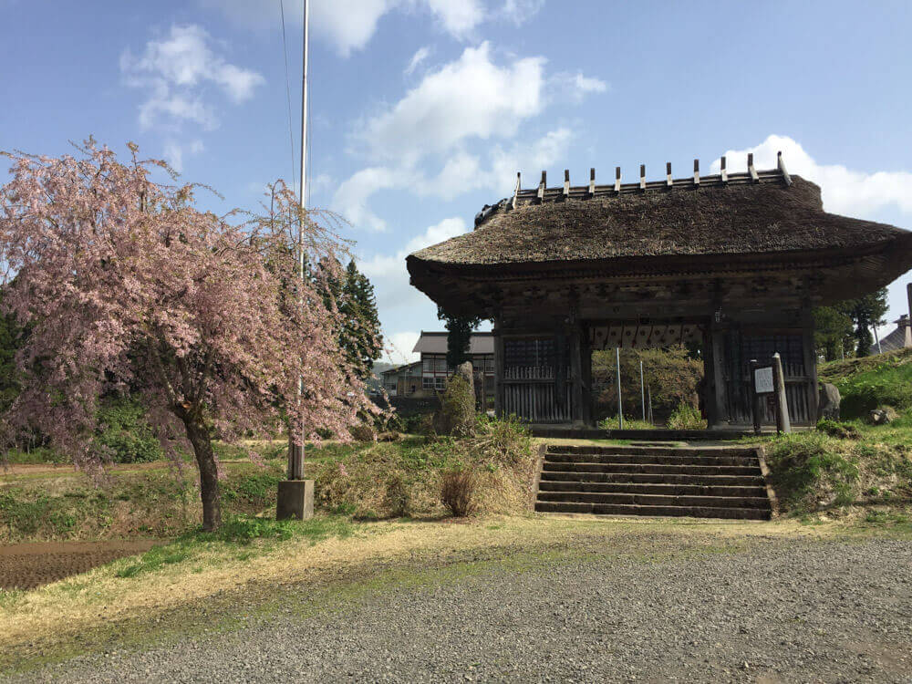 Sakura Cherry Blossom Tree in front of Dainichibo Temple home to Sokushinbutsu Living Buddha Mummy Tetsumonkai Shonin on Mt. Yudono. A great place to add to a Dewa Sanzan Hike.