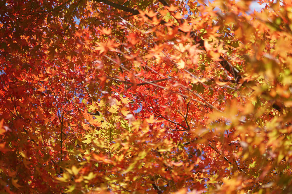 leaves on Mt. Yudono of the Dewa Sanzan