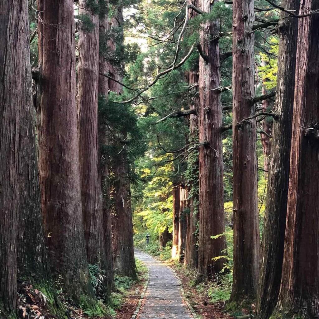 The cedars of Mt. Haguro in autumn.