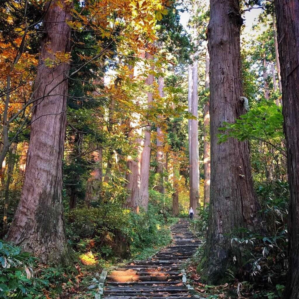 The Cedars of Mt. Haguro in Autumn