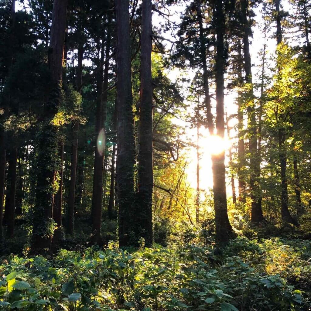 Light filtering through the cedars of Mt. Haguro in autumn