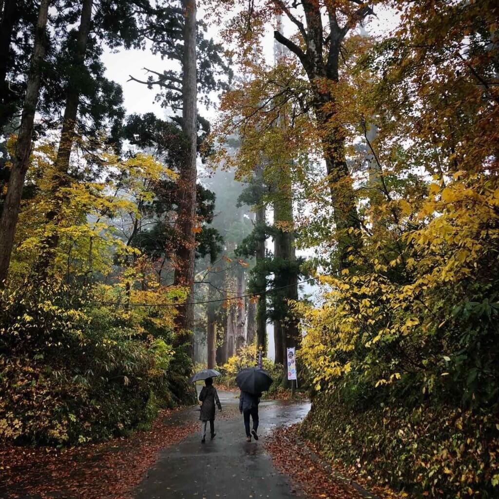 The Cedars of Mt. Haguro in Autumn