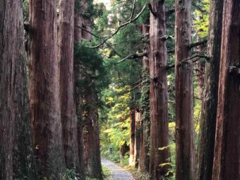 The cedars of Mt. Haguro in autumn.