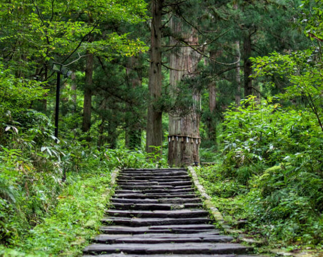 The Path to the Five Storied Pagoda on Mt. Haguro of the Dewa Sanzan